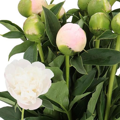 PEONY PRINCESS BRIDE