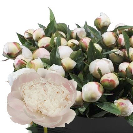 PEONY PROJECT X