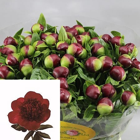 PEONY RED CHARM