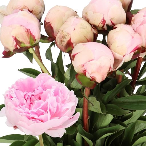 PEONY REINE HORTENSE