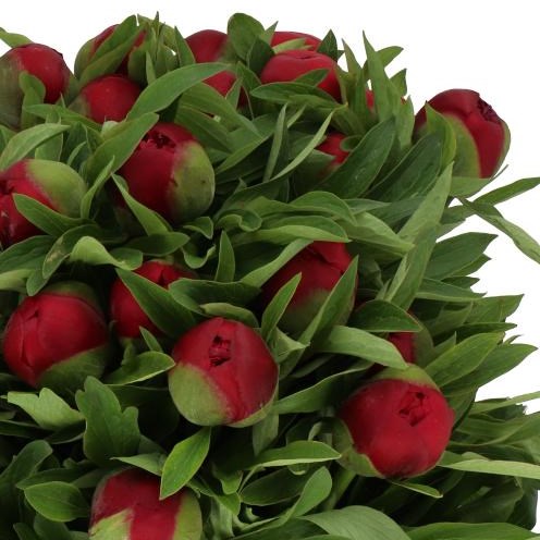 PEONY RUBRA PLENA