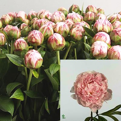 PEONY SARAH BERNHARDT