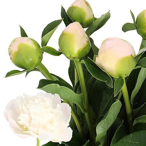 PEONY SNOW PRINCESS