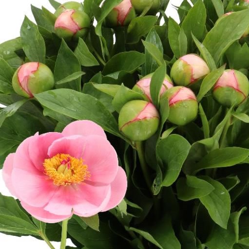 PEONY SOFT SALMON SAUCER