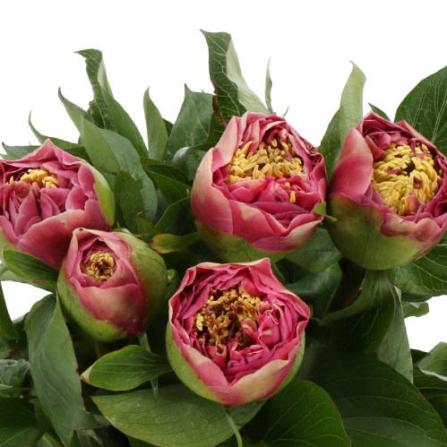 PEONY SORBONNE