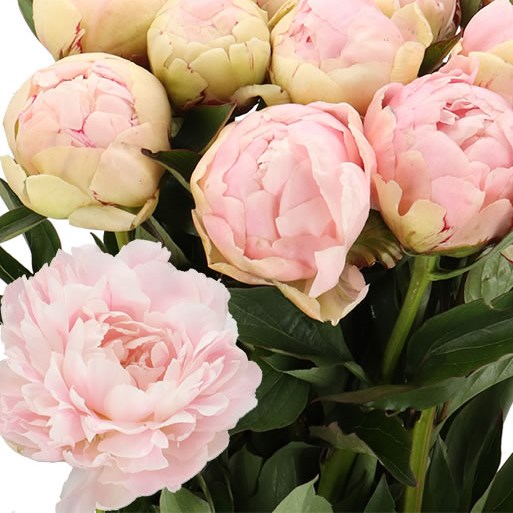 PEONY SUMMER GLOW