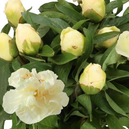 PEONY SUNNY GIRL
