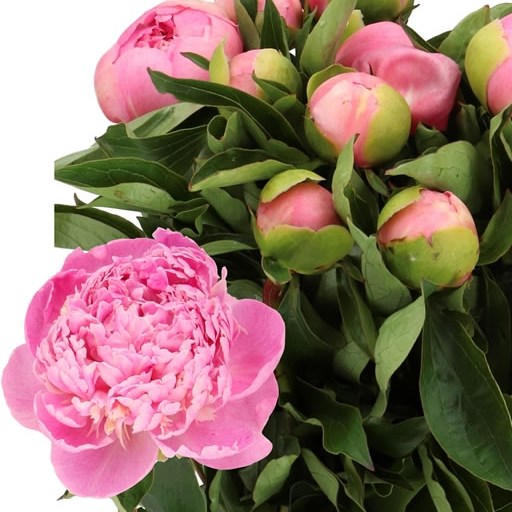 PEONY SWEET 16