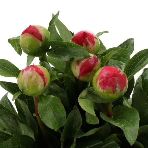 PEONY SYMPHONICA IN ROSSO