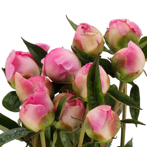 PEONY TOUCH OF CLASS
