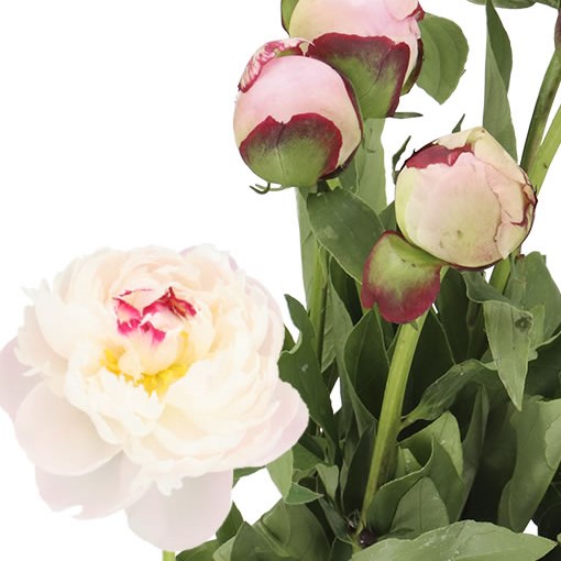 PEONY VOGUE