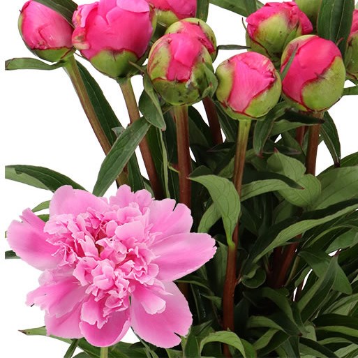 PEONY WASHINGTON