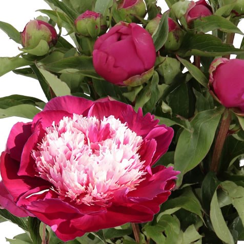 PEONY WHITE CAP