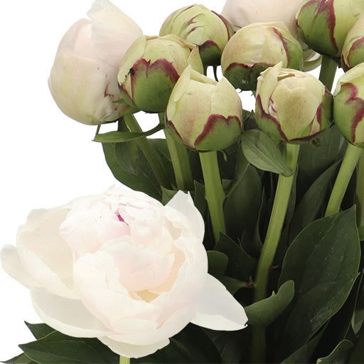 PEONY WHITE POOL
