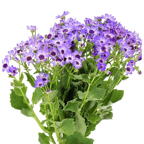 PERICALLIS LIGHT BLUE