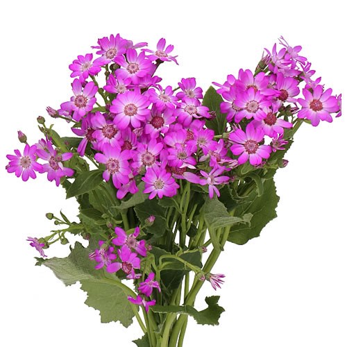 PERICALLIS PINK