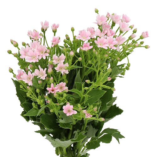 PERICALLIS SOFT PINK