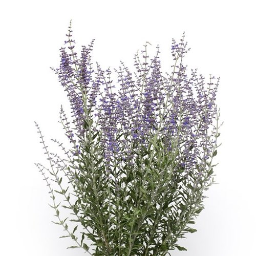 PEROVSKIA BLUE SPIRE