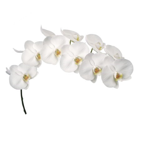 PHALAENOPSIS ORCHID - ANTHURA KOBE (MASTERPACK)