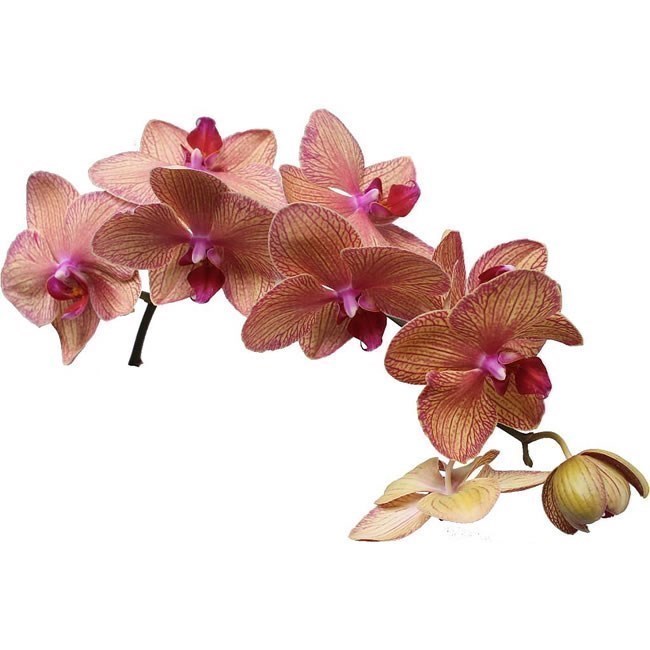 PHALAENOPSIS ORCHCID - GOLDEN TREASURE