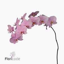 PHALAENOPSIS ORCHID - AKITA (MASTERPACK)