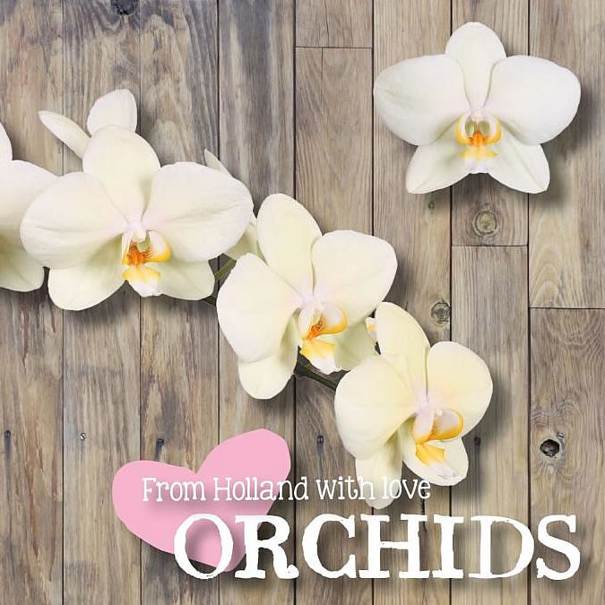 PHALAENOPSIS ORCHID - ANTHURA DETROIT