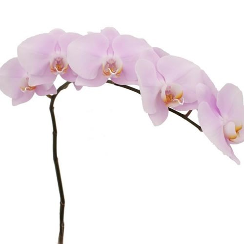 PHALAENOPSIS ORCHID - ANTHURA MANILA