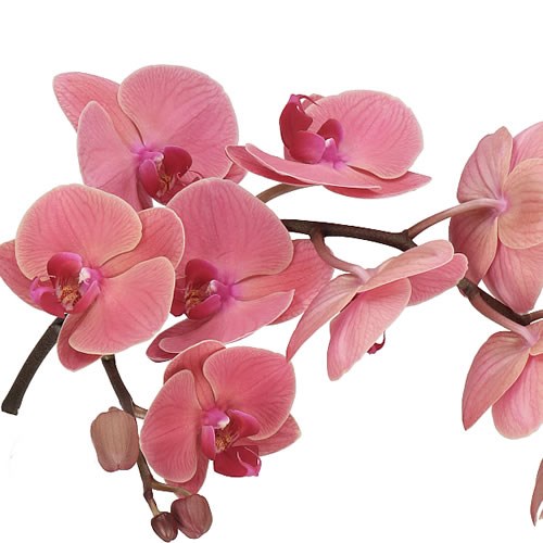 PHALAENOPSIS ORCHID - ASIAN CORAL
