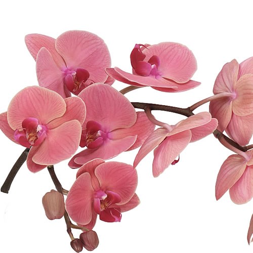 Book: A to Z of Southeast Asia Orchid Species - Woon Leng Nursery