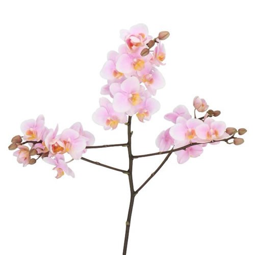PHALAENOPSIS ORCHID - BABY BLUSH (SMALL FLOWERS)