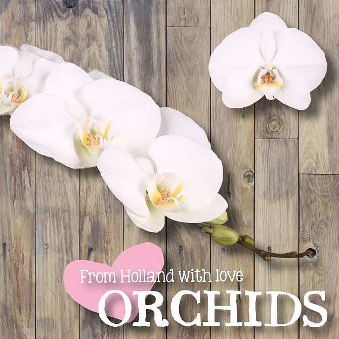 PHALAENOPSIS ORCHID - BANGALORE