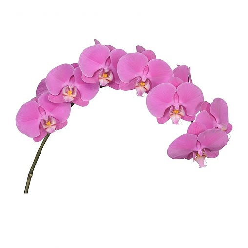 PHALAENOPSIS ORCHID - ANTHURA BUFFALO