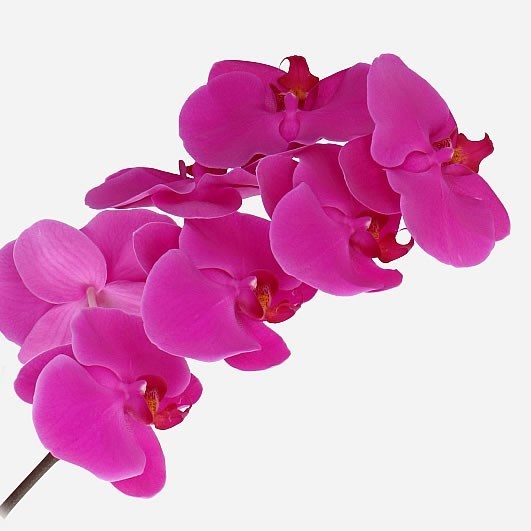 PHALAENOPSIS ORCHID - CHIANG MAI