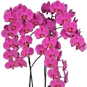 PHALAENOPSIS ORCHID - CHIANGMAI