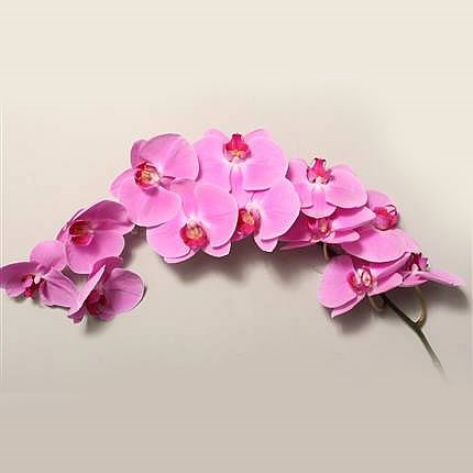 PHALAENOPSIS ORCHID - HAPPY VALENTINA