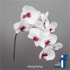 PHALAENOPSIS ORCHID - HONG KONG