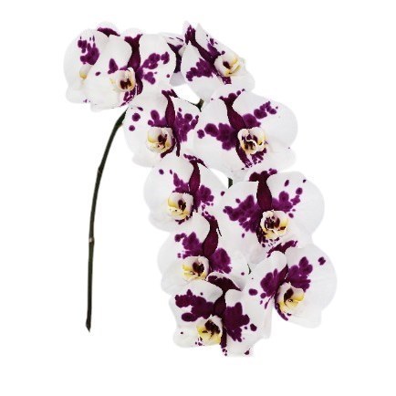 PHALAENOPSIS ORCHID - KIMBERLEY