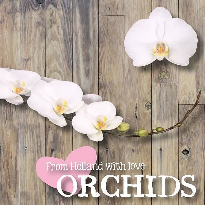 PHALAENOPSIS ORCHID - KOBE