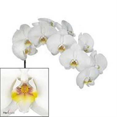 PHALAENOPSIS ORCHID - KOBE (MASTERPACK)