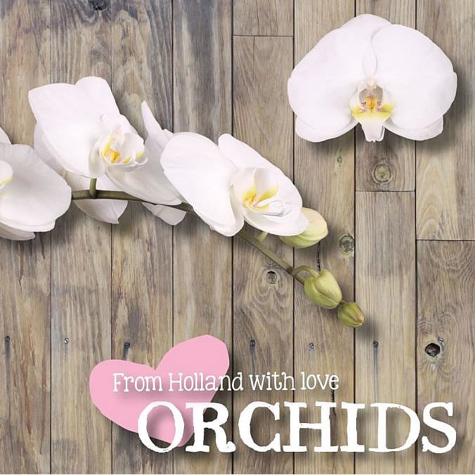 PHALAENOPSIS ORCHID - KYOTO
