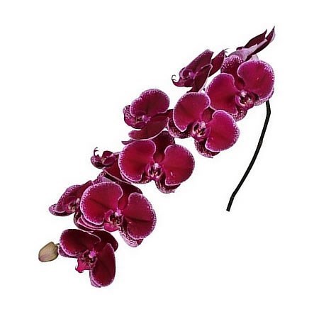 PHALAENOPSIS ORCHID - LIE-DE-VIN