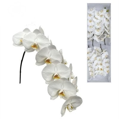 PHALAENOPSIS ORCHID - MAGNIFICENT MALIHA