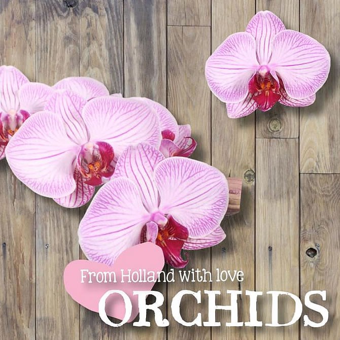 PHALAENOPSIS ORCHID - MEDAN