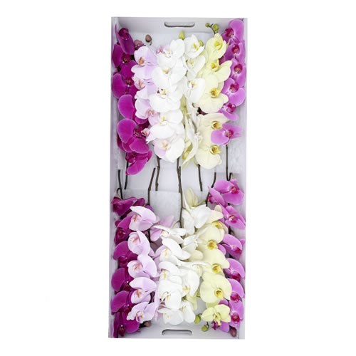PHALAENOPSIS ORCHID - MIX
