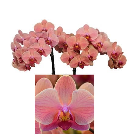 PHALAENOPSIS ORCHID - NARBONNE