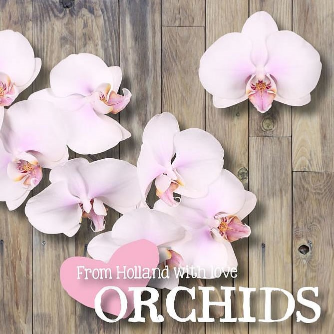 PHALAENOPSIS ORCHID - OKAYAMA