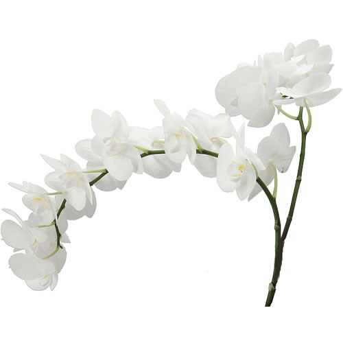 PHALAENOPSIS ORCHID - PAISLEY