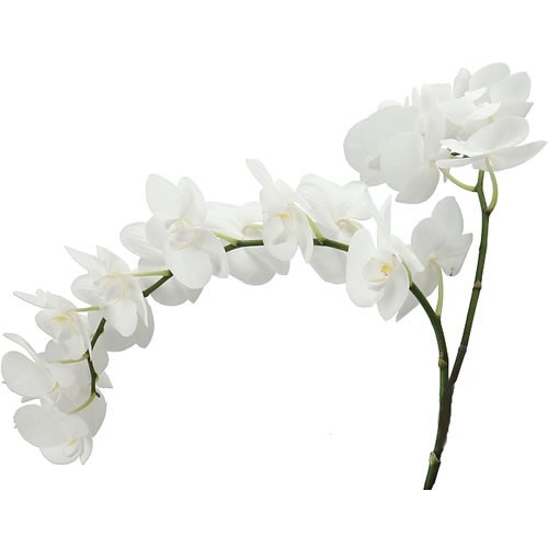 PHALAENOPSIS ORCHID - PAISLEY