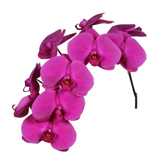 PHALAENOPSIS ORCHID - PURPLE PASSION
