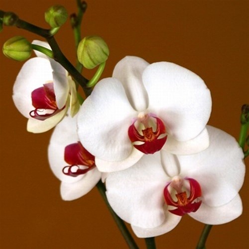 PHALAENOPSIS ORCHID - RED LIPS